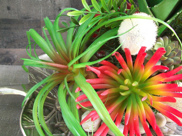 Extra Large Faux Succulent Floral Arrangement on Silver Glass Leaf